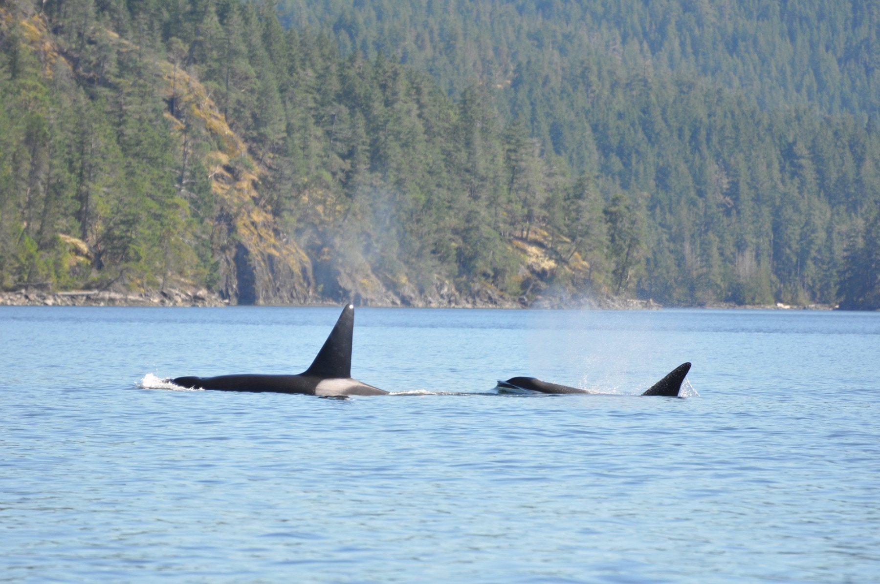 Orcas-off-Penn-Islands-Aug-31-2013-3.jpg